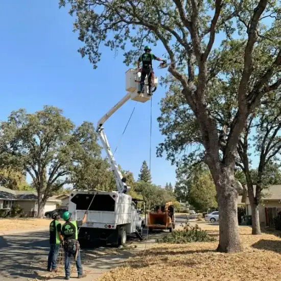 Bucket truck trimming a large oak tree in Fresno