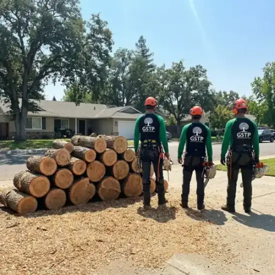 Freshly cut oak logs from a Fresno tree removal